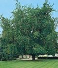 Клен серебристый LACINIATUM WIERI