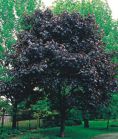 Клен остролистный ROYAL RED