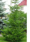Ель обыкновенная Н80-100 ком,С7,5, С10, С20