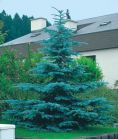 Glauca