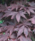 Клен остролистный CRIMSON KING