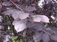 Черемуха виргинская "Шуберт" Н210-250 С20