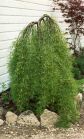 Акация желтая ПЕНДУЛА CARAGANA ARBORESCENS PENDULA