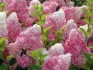 Гортензия метельчатая "Пинк Даймонд" Н40-60 С5