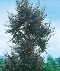 Береза повислая PURPUREA