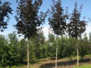 Клён остролистный "Роял Ред" Н180-210 С40