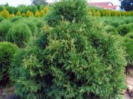 Туя западная "Рекурва Нана" Н30-40 ком