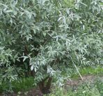 Ива белая "Аргентеа"(штамб) Н180-210 ком