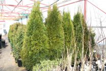 Туя западная "Смарагд" Н20-40 ком